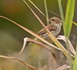 Savannah Sparrow Photo
