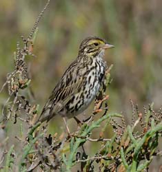 Savannah Sparrow Photo