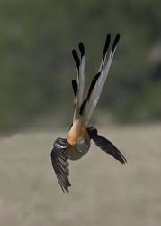 Scissor-tailed Flycatcher