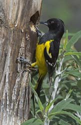 Scott's Oriole Photo
