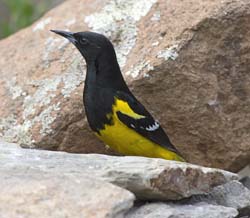 Scott's Oriole Photo