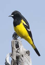 Scott's Oriole Photo