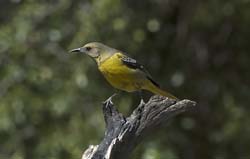 Scott's Oriole Photo