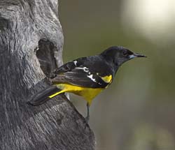 Scott's Oriole Photo