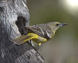 Scott's Oriole Photo