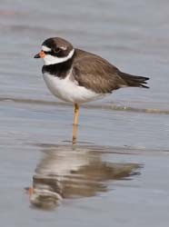 Semipalmated Plover Plover