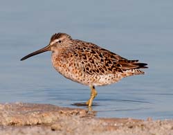 Short-billed Dowitcher Photo