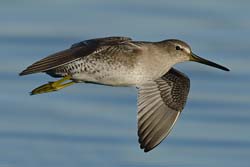 Short-billed Dowitcher Photo