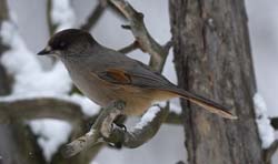 Siberian Jay