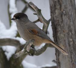 Siberian Jay
