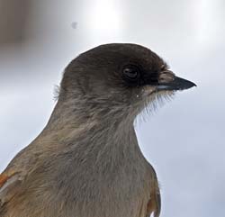 Siberian Jay