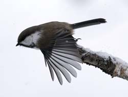 Siberian Tit
