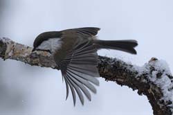 Siberian Tit