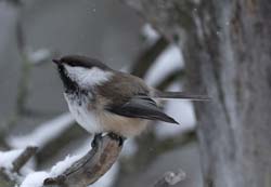 Siberian Tit