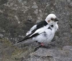 Snow Bunting