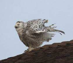 Snowy Owl