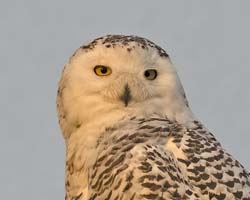 Snowy Owl