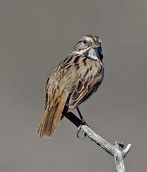 Song Sparrow Photo