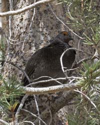 Sooty Grouse Photo