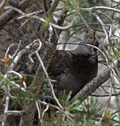 Sooty Grouse Photo
