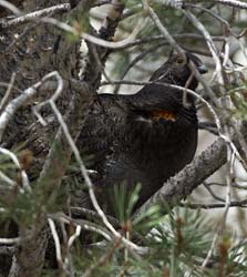 Sooty Grouse Photo