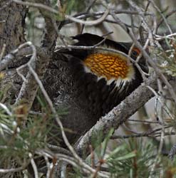 Sooty Grouse Photo