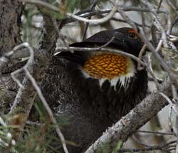 Sooty Grouse Photo