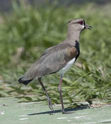 Southern Lapwing Photo