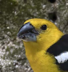 Southern Yellow Grosbeak