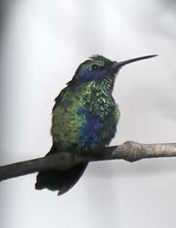 Sparkling Violetear Photo