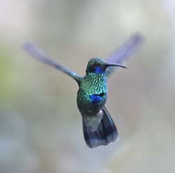Sparkling Violetear