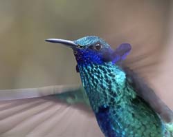 Sparkling Violetear