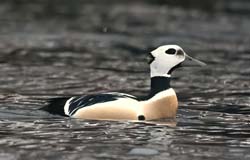 Steller's Eider
