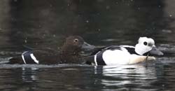 Steller's Eider