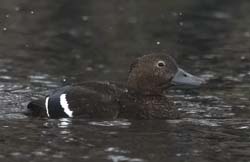Steller's Eider