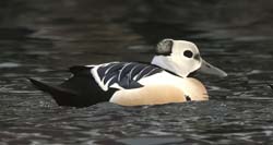 Steller's Eider