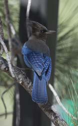 Steller's Jay Photo