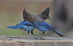Steller's Jay Photo