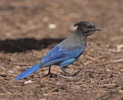 Steller's Jay Photo