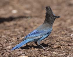 Steller's Jay Photo