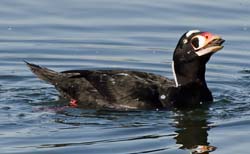 Surf Scoter Photo