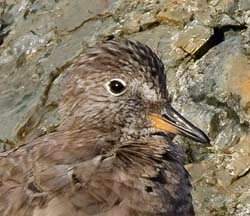 Surfbird Photo