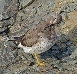 Surfbird Photo