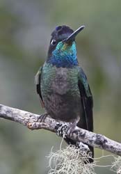 Talamanca_Hummingbird Photo