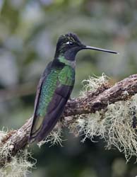 Talamanca_Hummingbird Photo