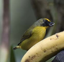 Thick-billed Euphonia Photo