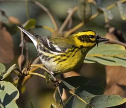 Townsend's Warbler
