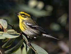 Townsend's Warbler