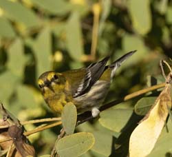 Townsend's Warbler