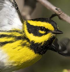Townsend's Warbler
